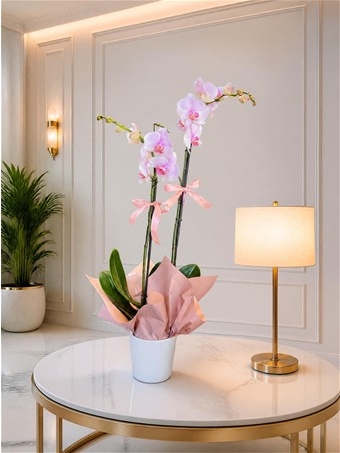 Phalaenopsis Schilleriana