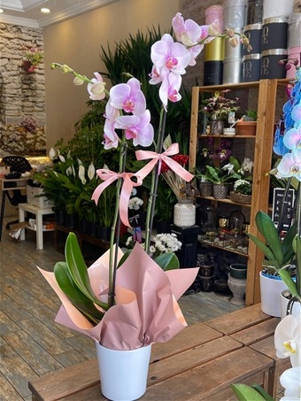 Phalaenopsis Schilleriana