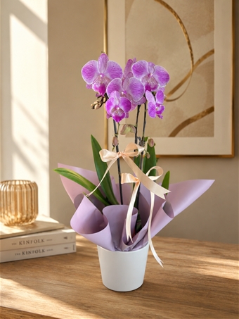 Phalaenopsis Sogo Vivien