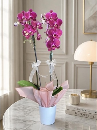 Phalaenopsis Stellenbosch