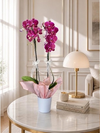 Phalaenopsis Stellenbosch