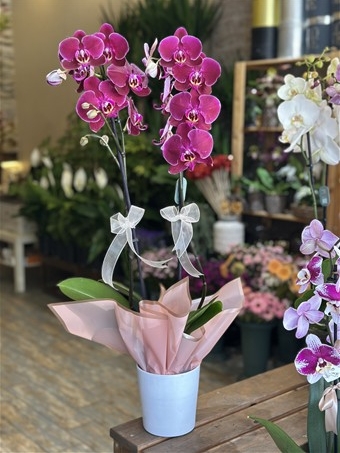 Phalaenopsis Stellenbosch