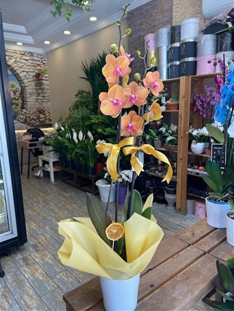 Phalaenopsis Surf Song