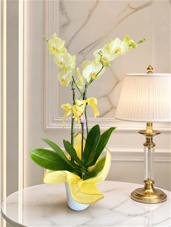 Phalaenopsis Taipei Gold