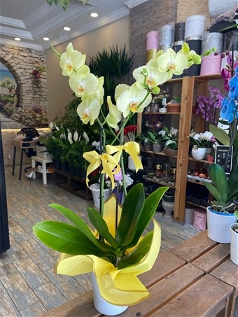 Phalaenopsis Taipei Gold