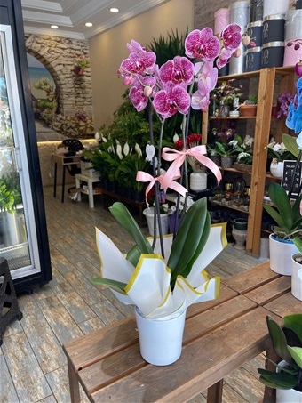 Phalaenopsis Wild Cat
