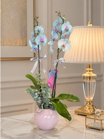 PinkBlue Orkide