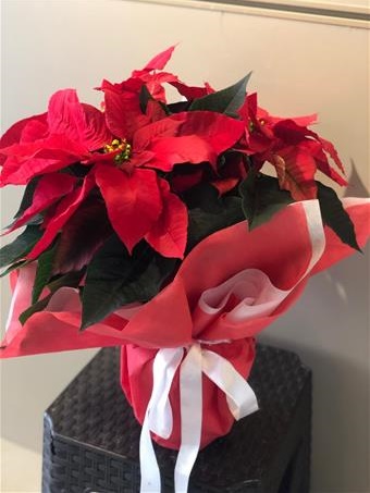 POINSETTIA ATATÜRK ÇİÇEĞİ